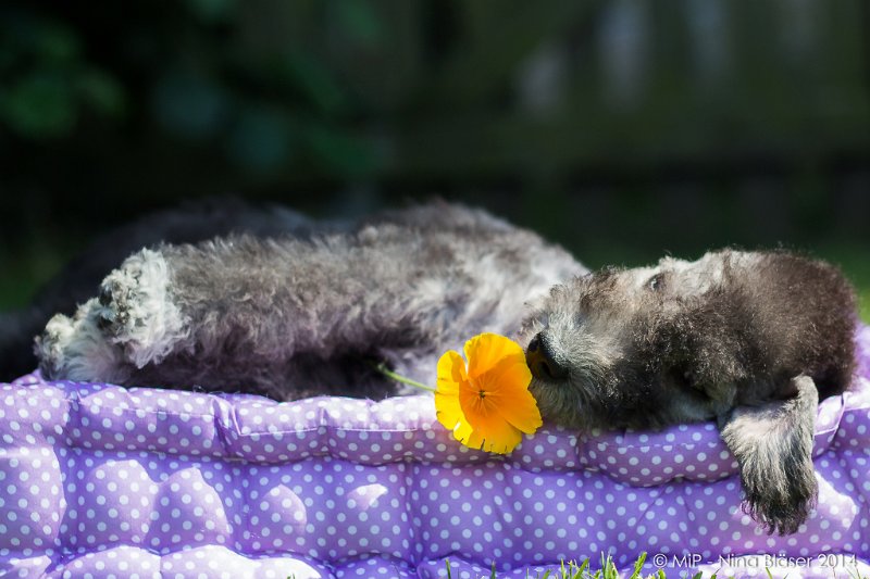 2014-07-03 Cherry-6969.jpg